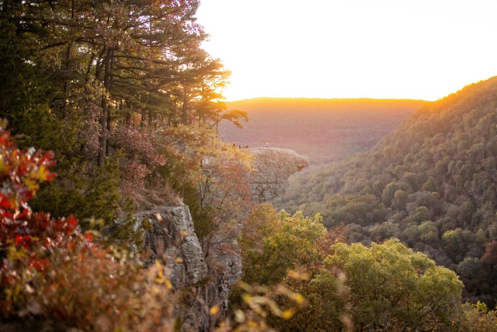arkansas forest