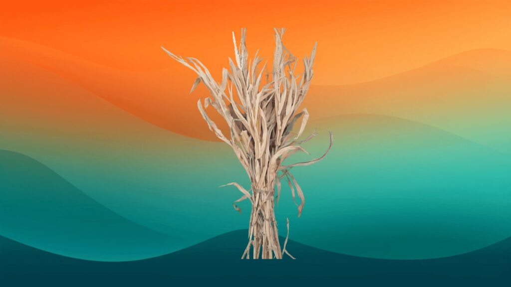 stalk of dried corn husks in front of an orange and teal background