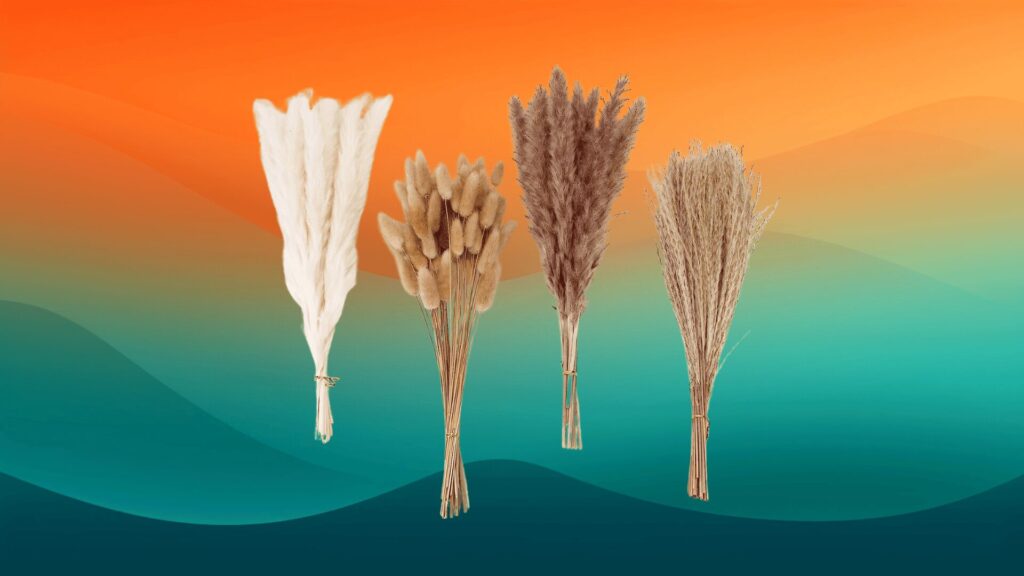 stalks of dried pampas grass in front of an orange and teal background