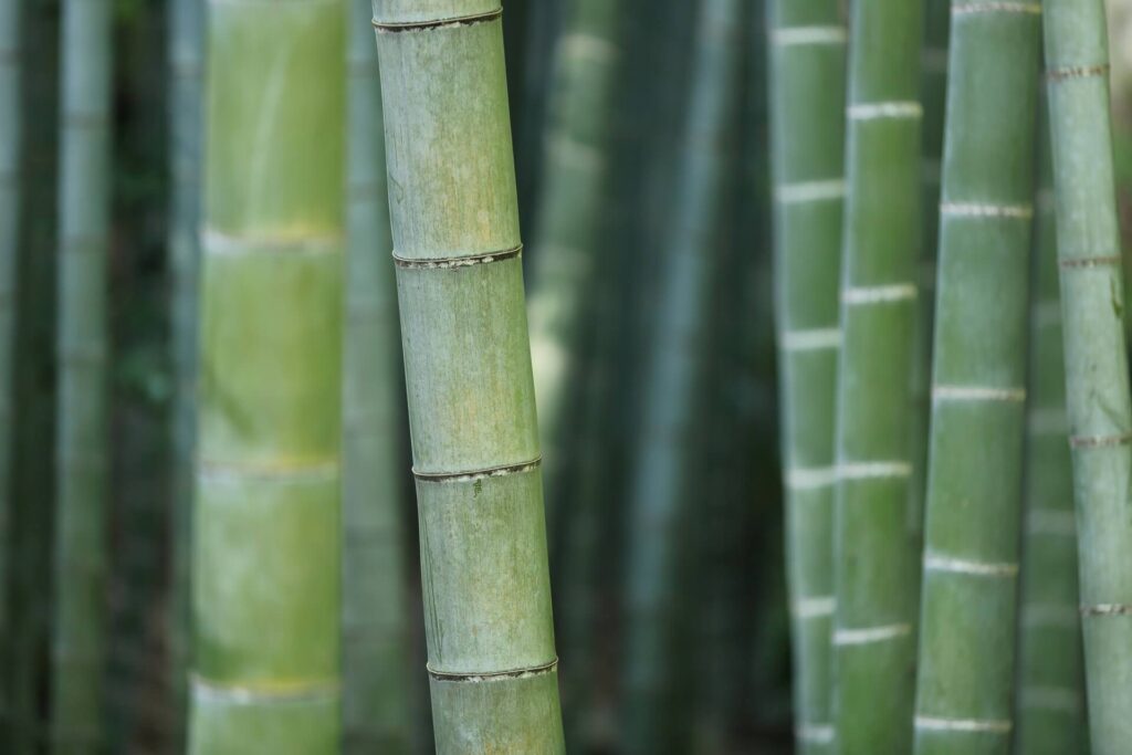 A closeup of a bamboo culm.