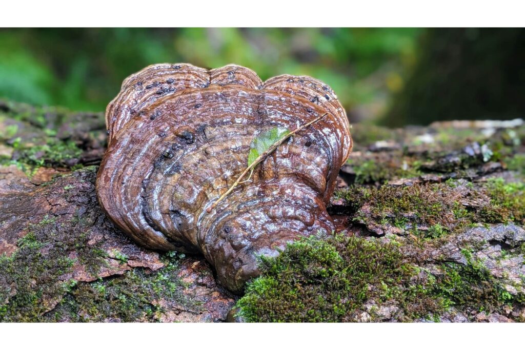 A reishi mushroom whose mycelium is being used to develop various self-healing materials.