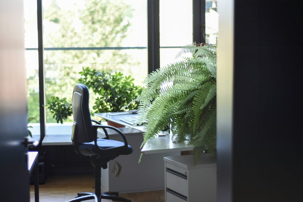 Green Plant in an Office