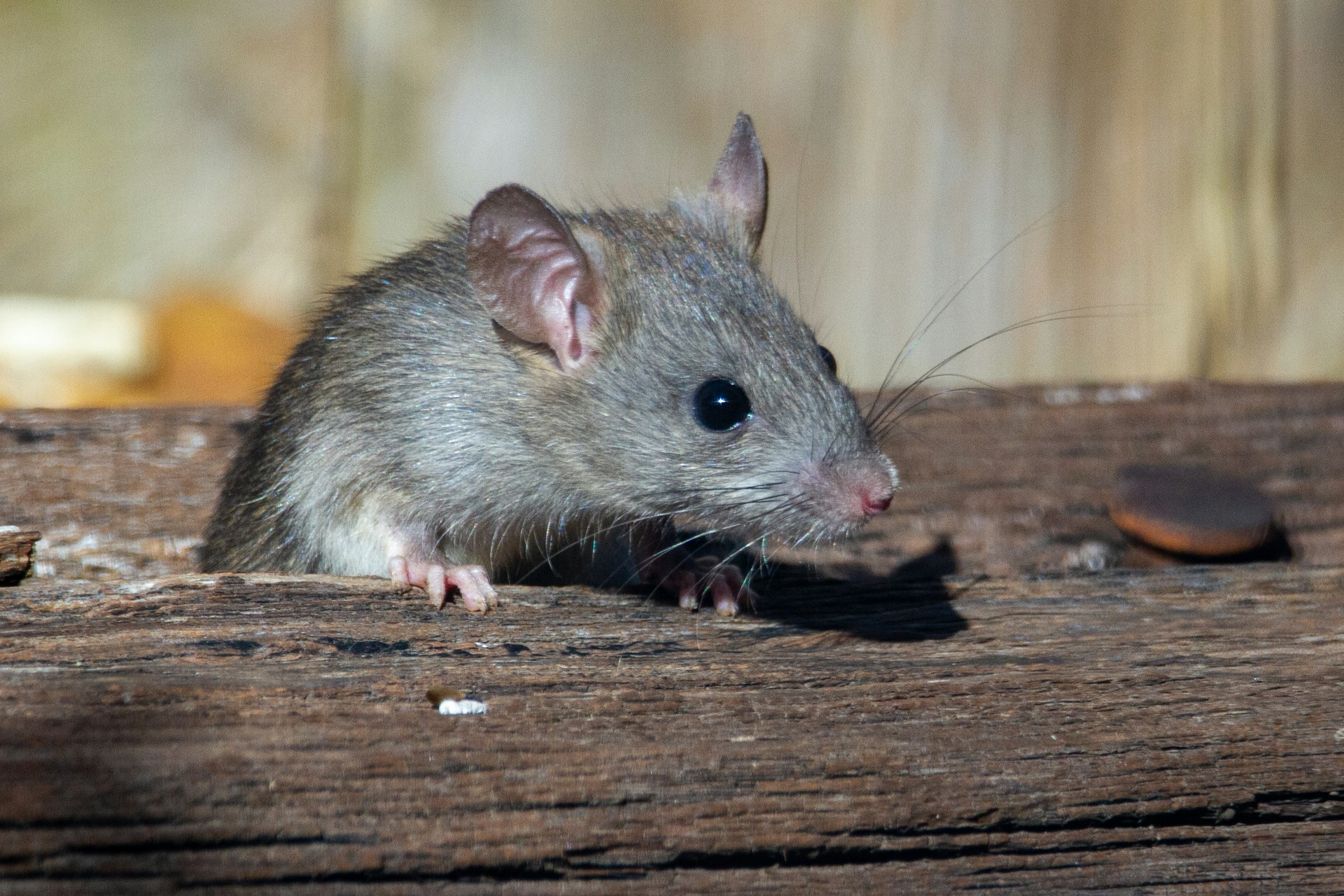 Best Rat Poisons