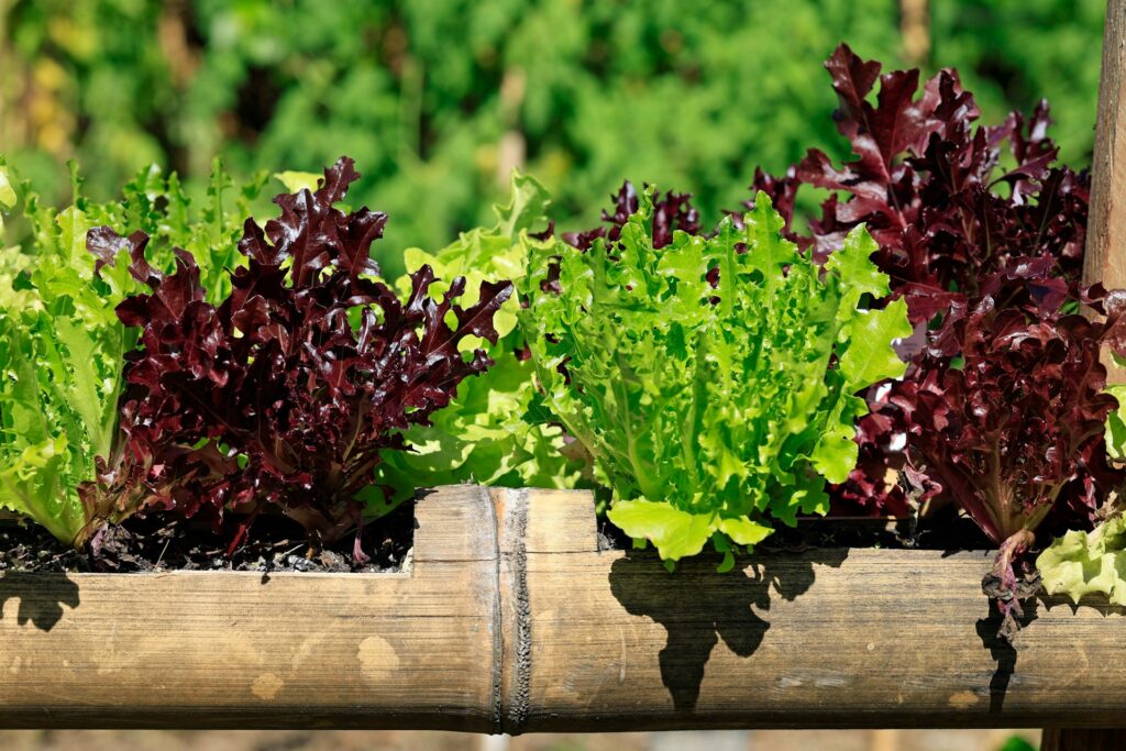 Lettuce in an edible garden.