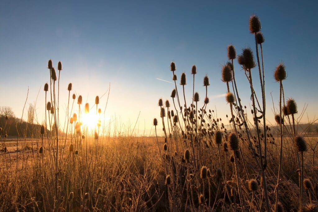 Invasive plants in the sunset.