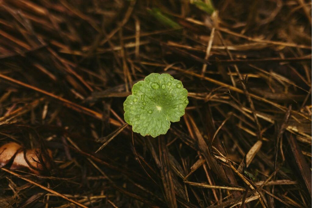Cut hay or straw help block out weed growth when used as organic mulch.
