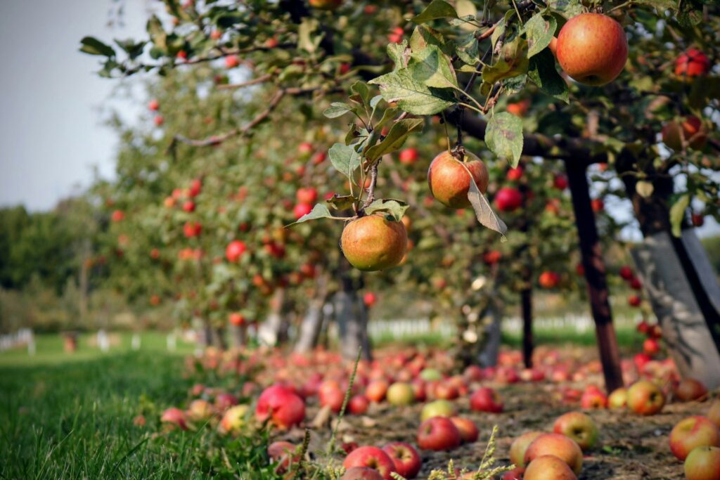 An apple tree.