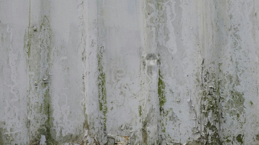 Green mold grows up a disintegrating white wall. The paint peels around the mold.