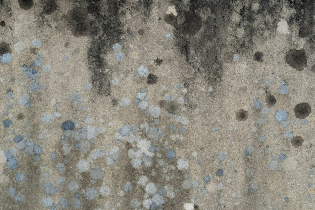 Black mold grows on a gray surface.