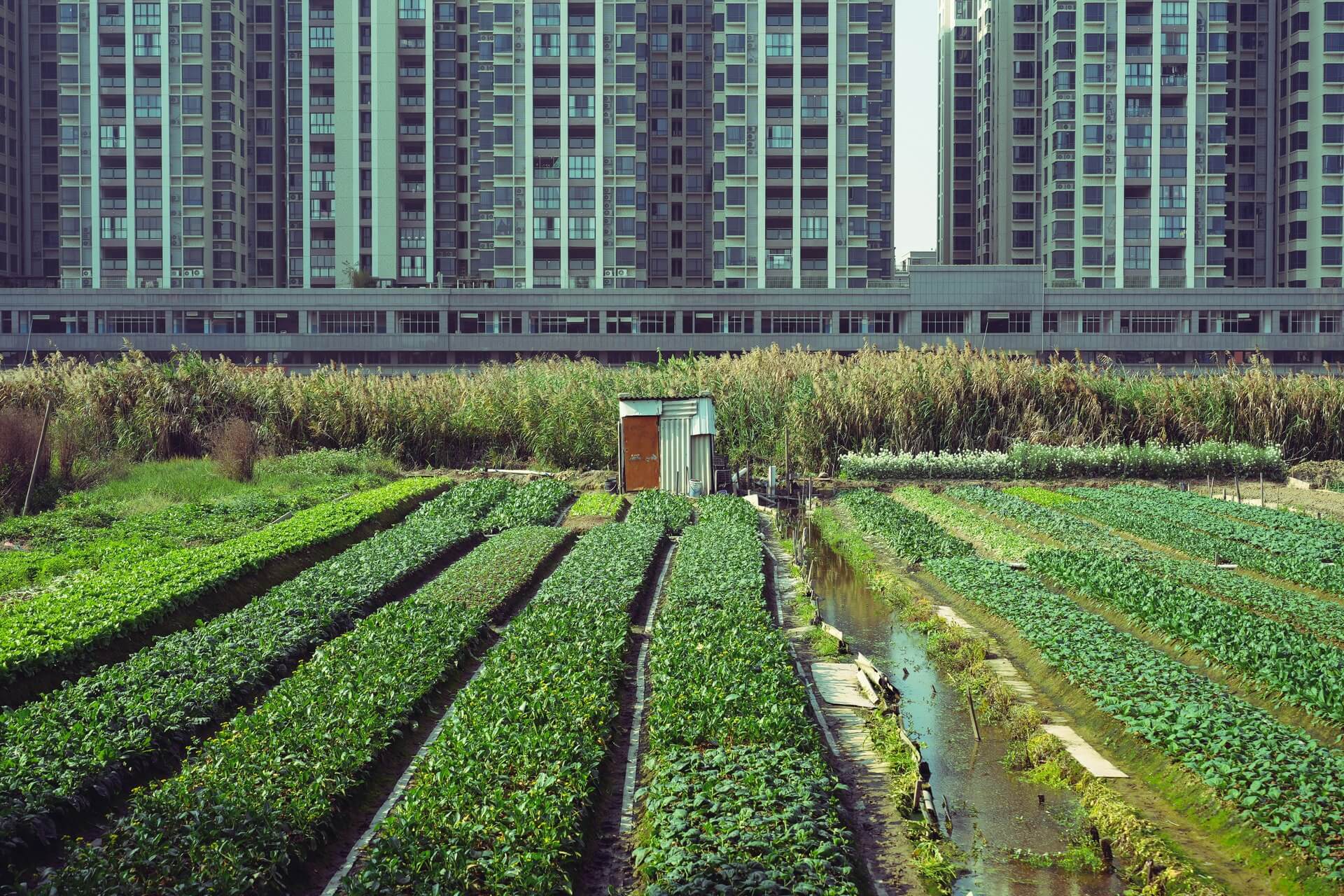 An urban farm against the backdrop of tall buildings
