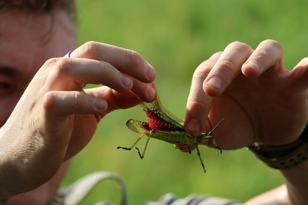 Integrated pest management is about handling plant bugs in a holistic manner.