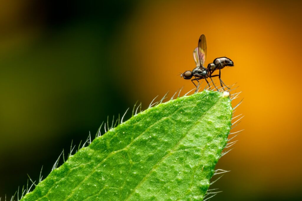flying ant