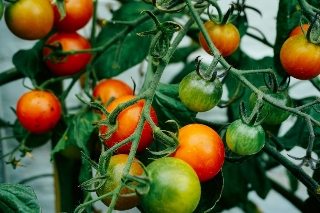Tomato plant in an air garden.