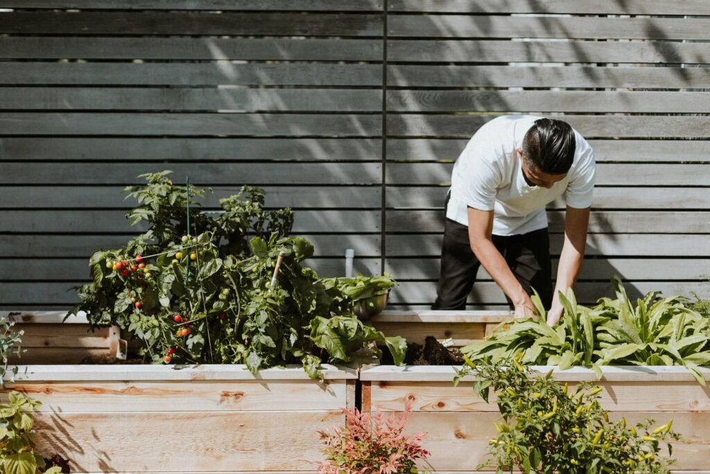 A man harvesting crops grown in a raised bed