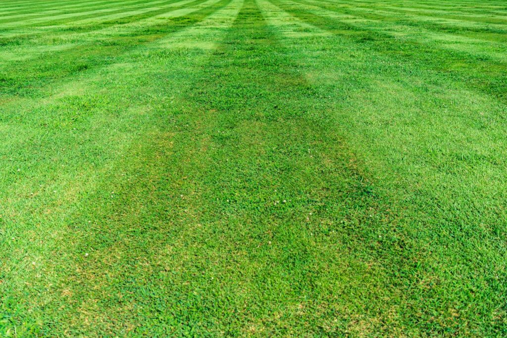 Freshly mowed grass with clear rows is bright green under bright sunlight, likely cut with one of the best riding lawn mowers.