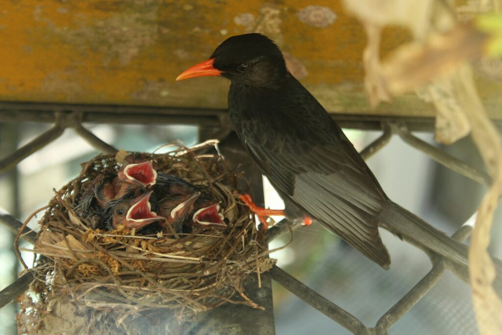 bird making a nest