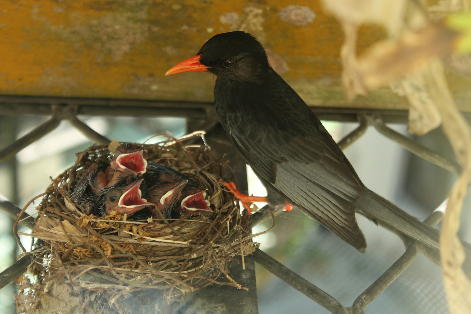 bird making a nest