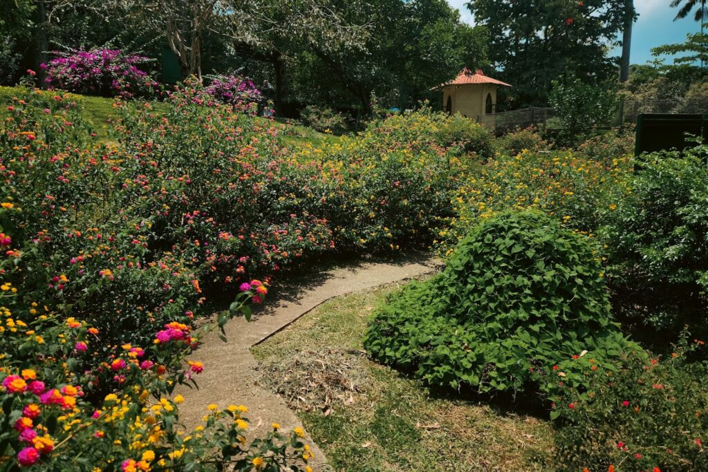 chaos gardening flowers