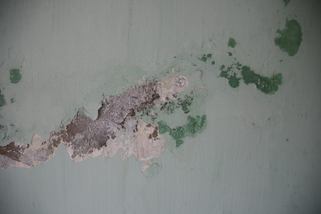 Green mold grows across a wall.