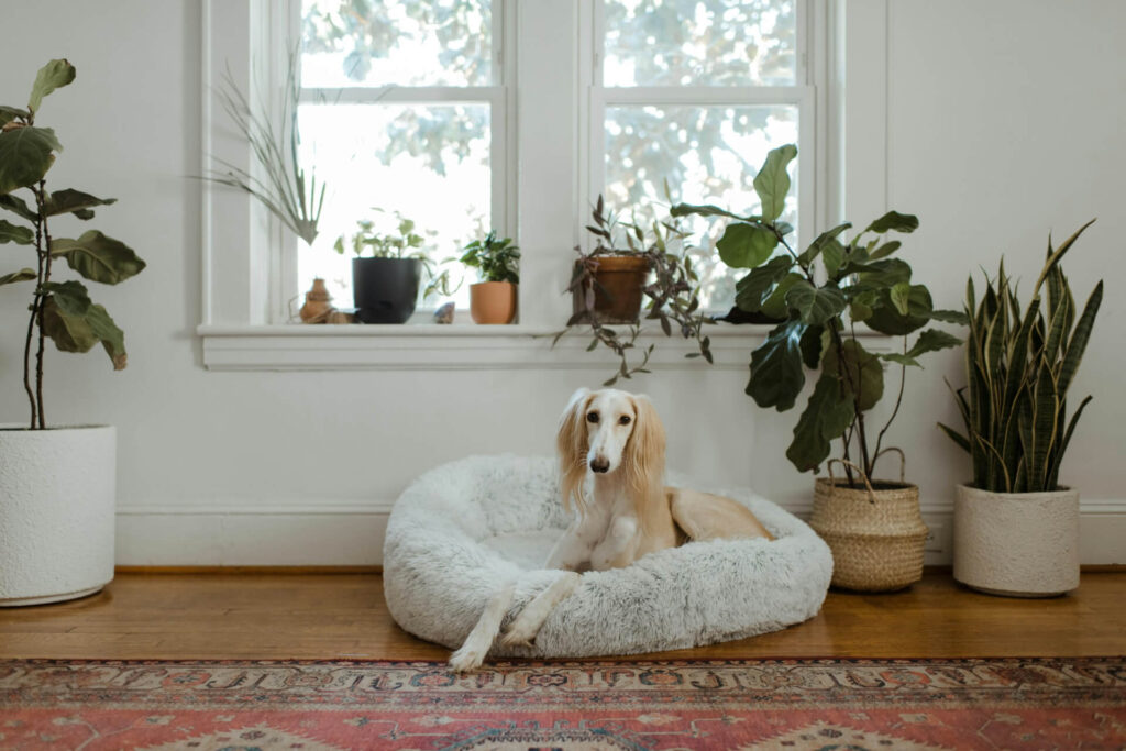 Hardwood floors are a favorite with dogs as they're hardwearing and provide enough traction to prevent slipping.