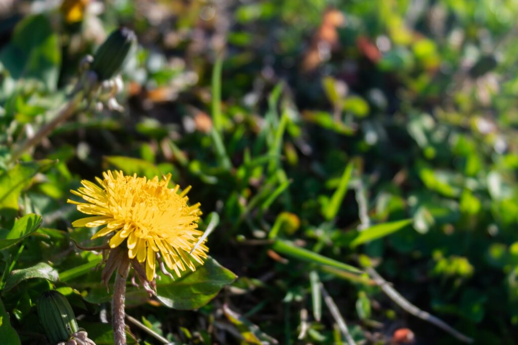 dandelion