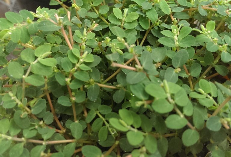 prostrate spurge