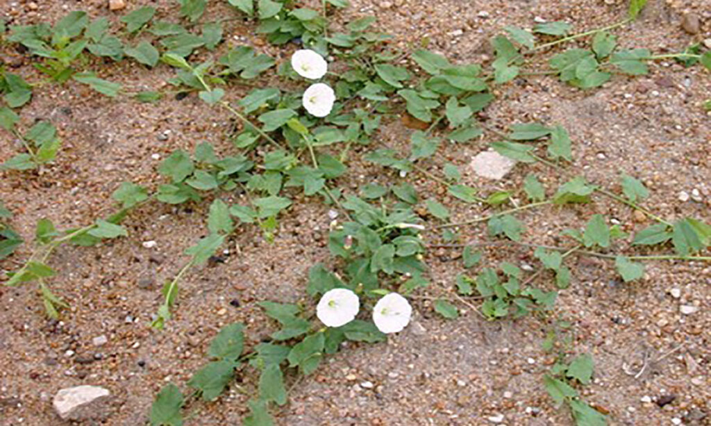bindweed
