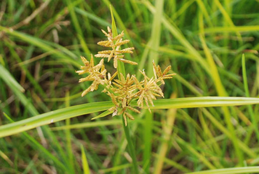 nutsedge