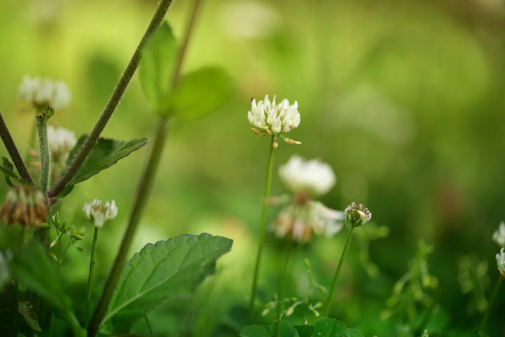 white clover