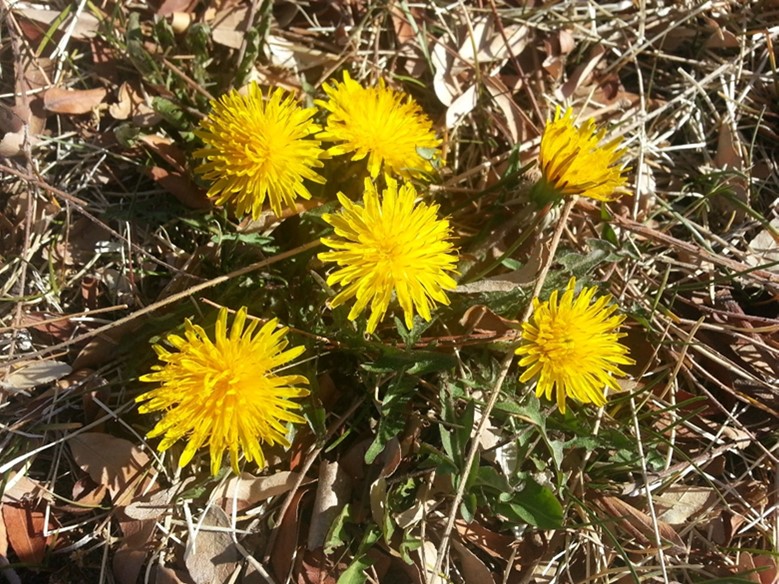 dandelion