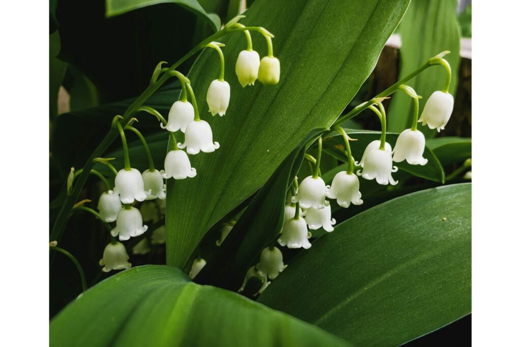 Two lily of the valley stems among lush green leaves. 