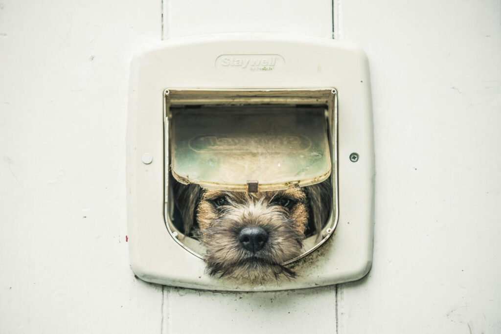 A pet-friendly house starts from the front doggy door.