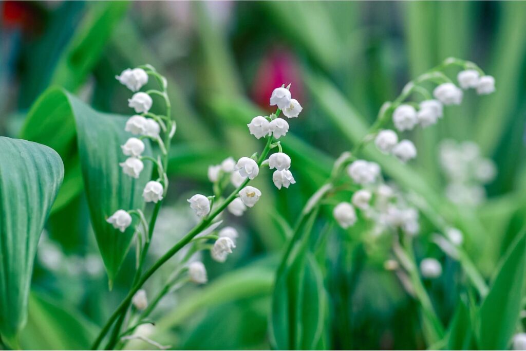 Several lily of the valley stems growing among lush green leaves. 