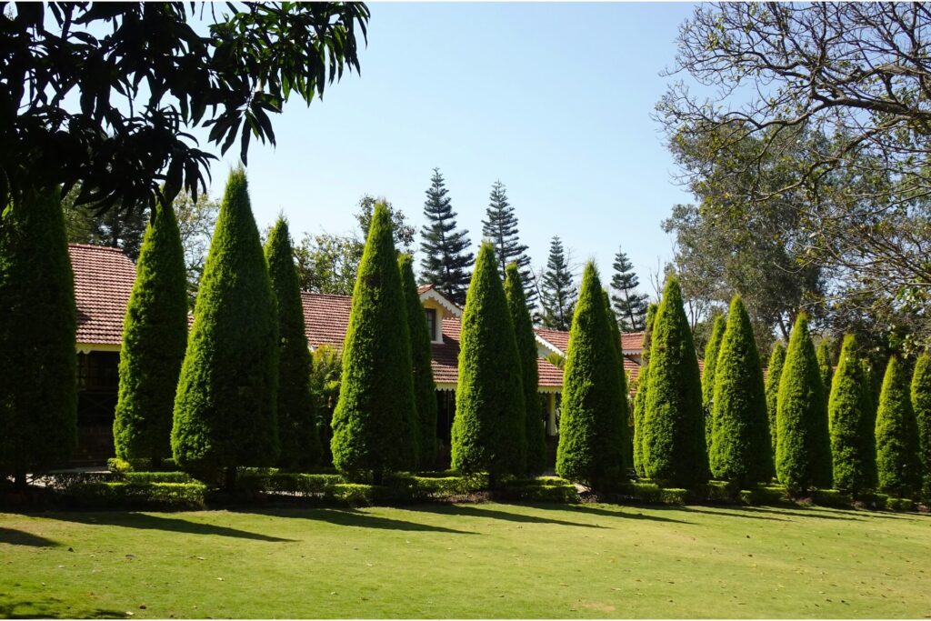 Linear plantings of trees in a yard