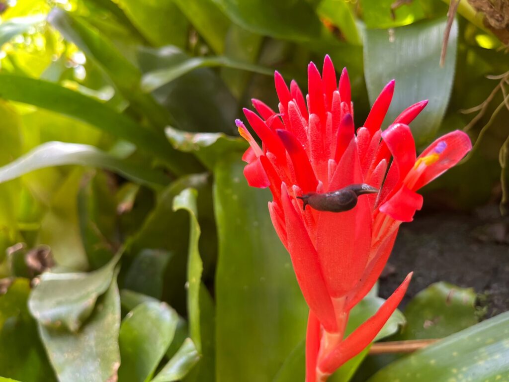 slug on a tropical red flower 