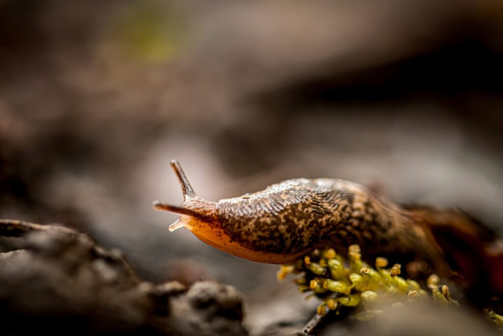 slug crawling on a plant