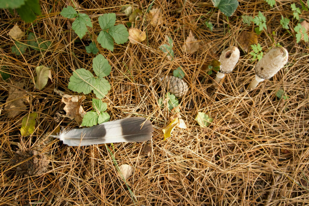 Mulching is one way to deter weed growth by blocking out sunlight. 