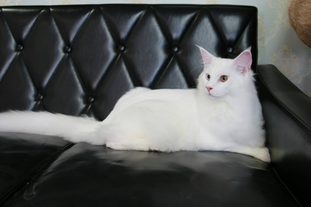 White cat sitting on a black leather couch
