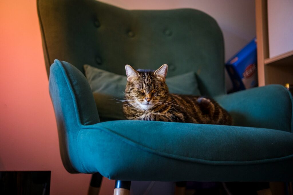 Cat sleeping on a chair