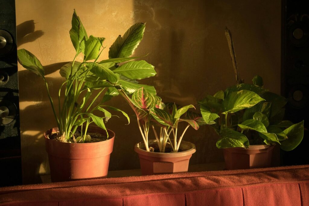 Potted plants in the afternoon sun