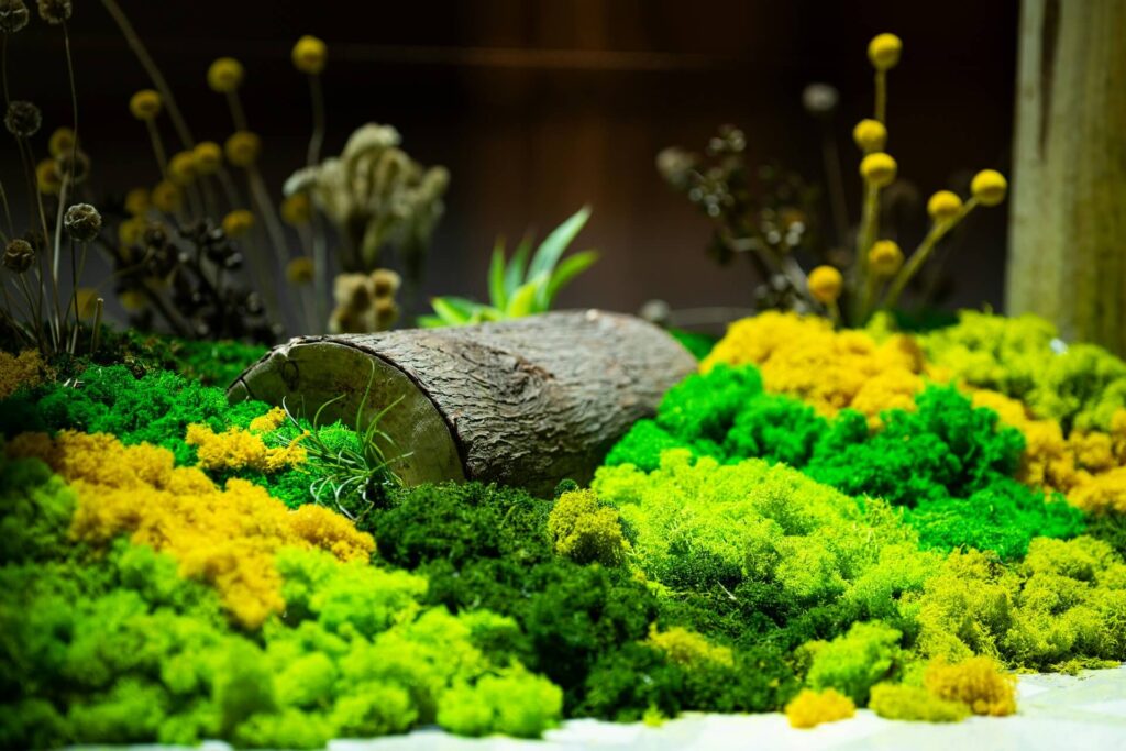 Lumps of moss in different colors
