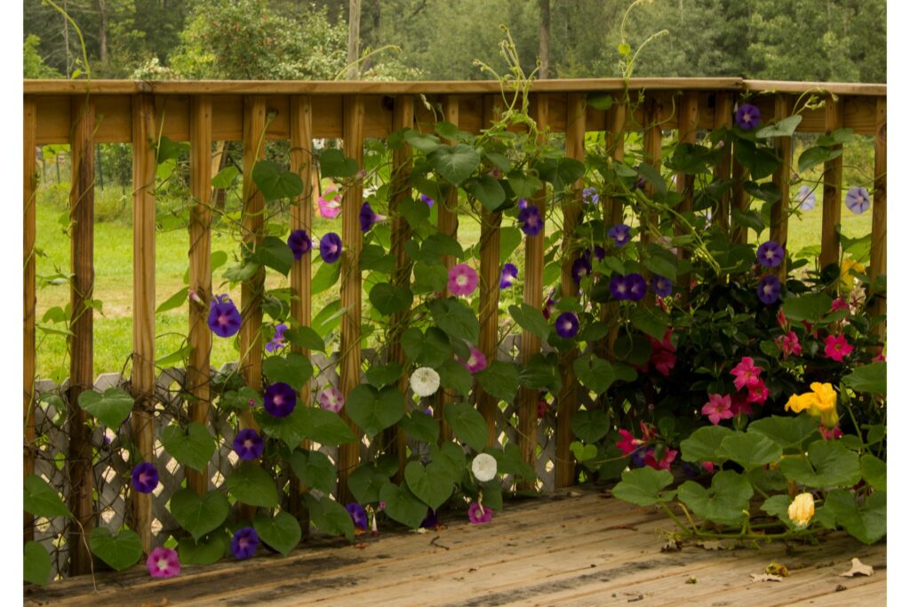Wood railings with flowering vines