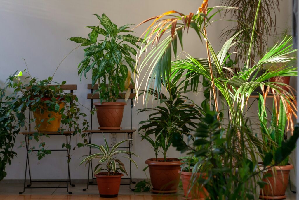 Indoor plants getting some sunlight.