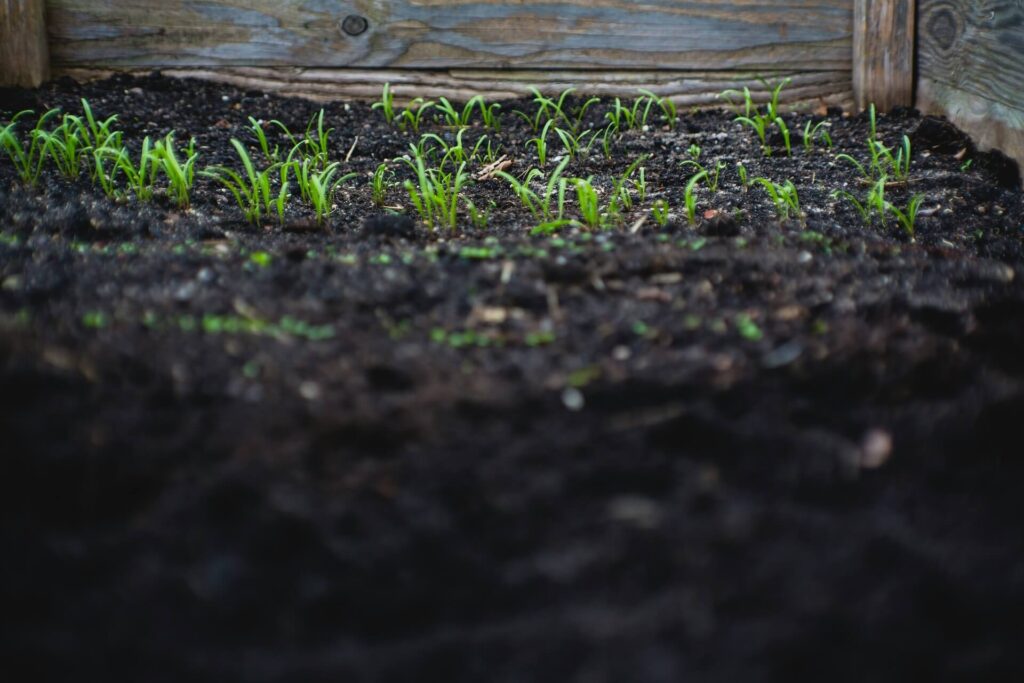 Plants growing out of soil