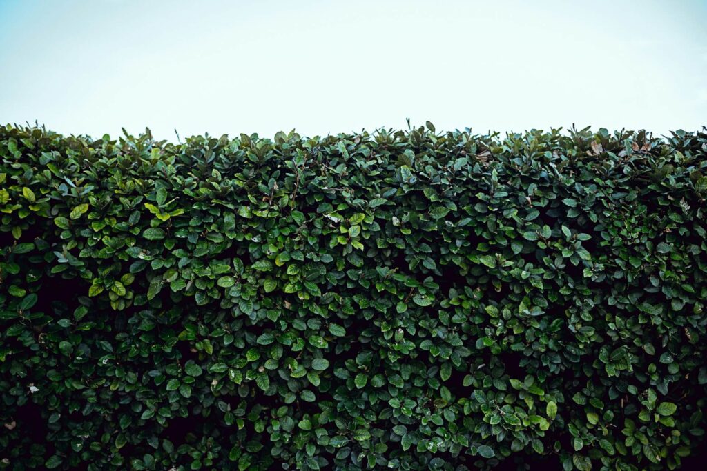 A pruned hedge against a blue sky