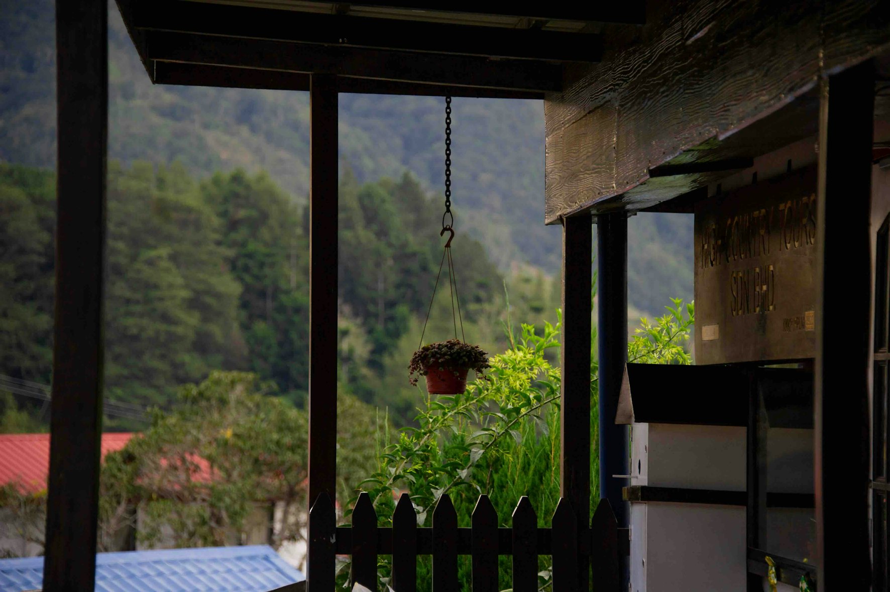 hanging plant