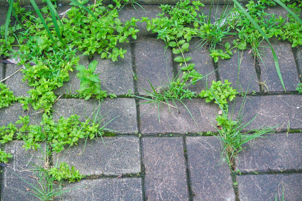 Use homemade herbicides that effectively deal with pavement crack dwellers.