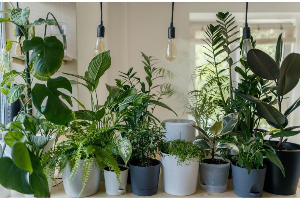 Assorted potted plants in a home
