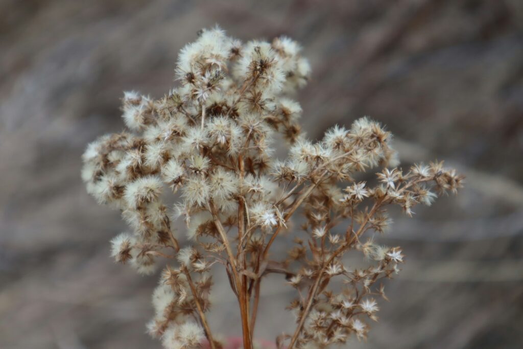Dried fall flowers.