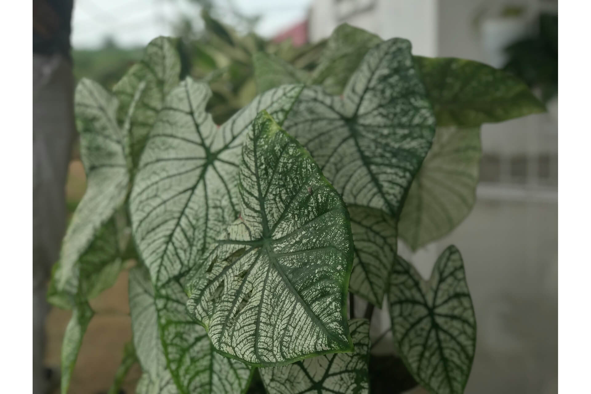 An indoor houseplant with healthy leaves